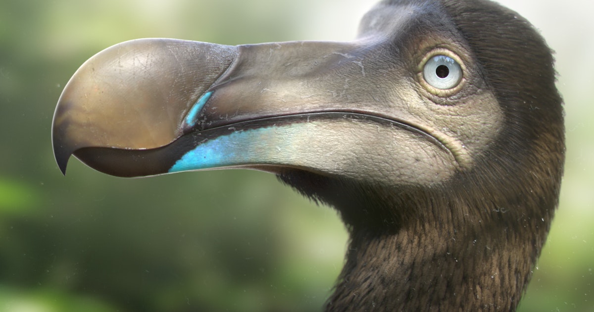 CG Dodo by John Niehuss (Art Director) - Zerply